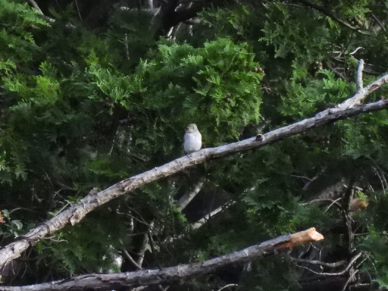 コサメビタキ？拡大トリミング