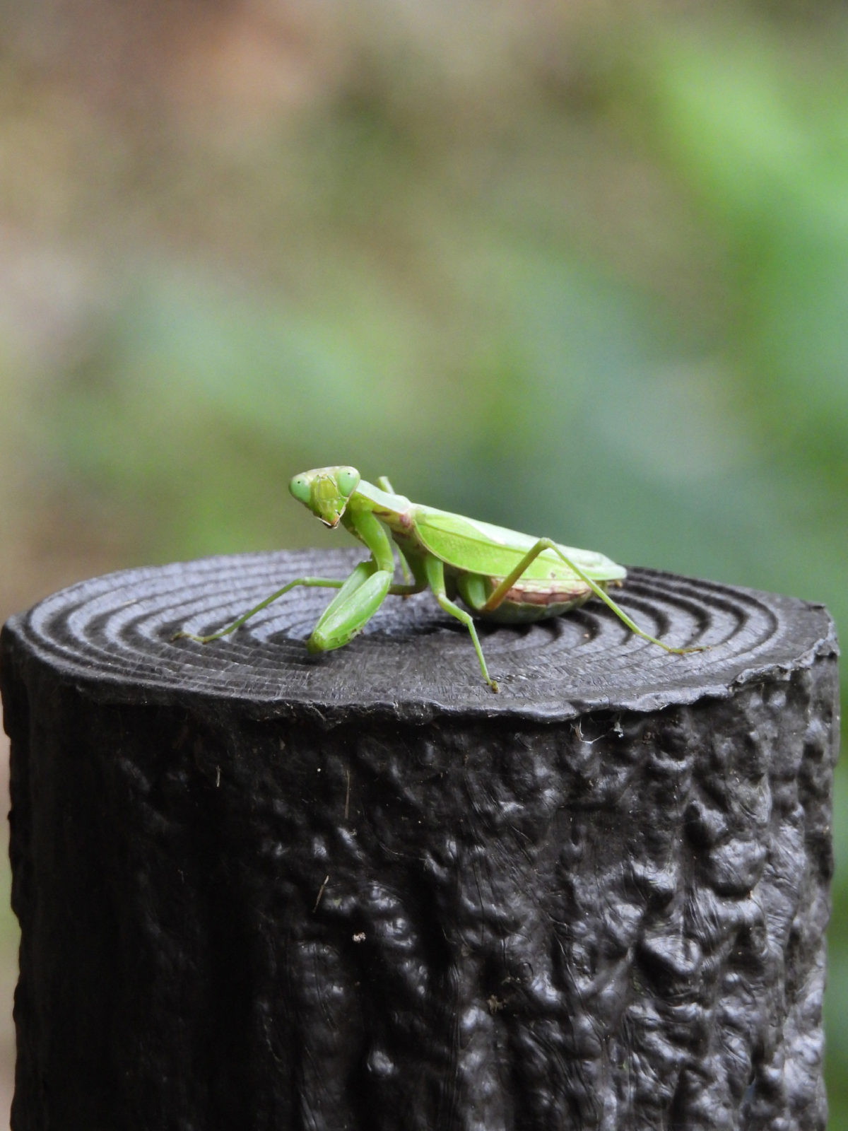ハラビロカマキリ