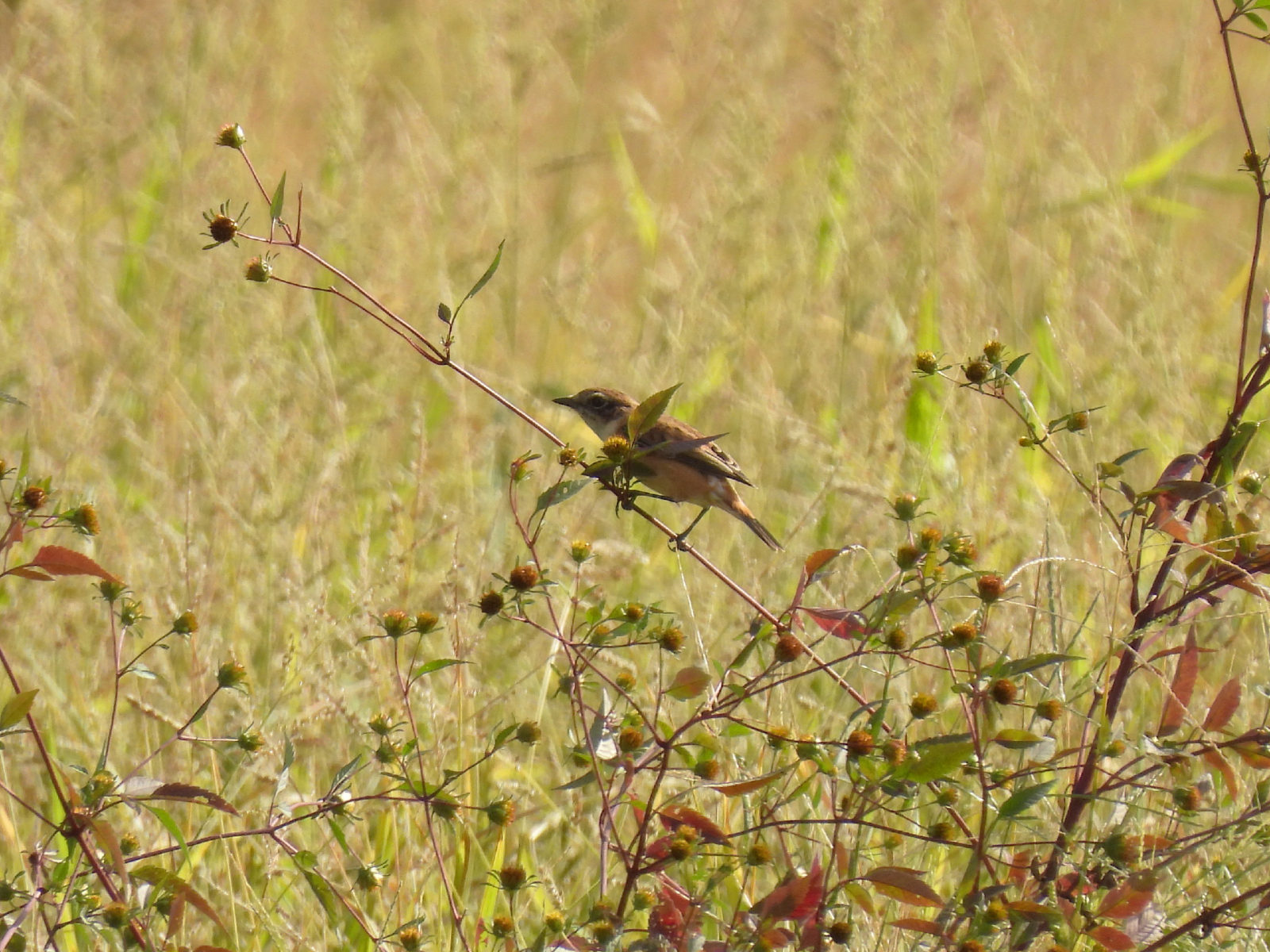 ノビタキ低姿勢