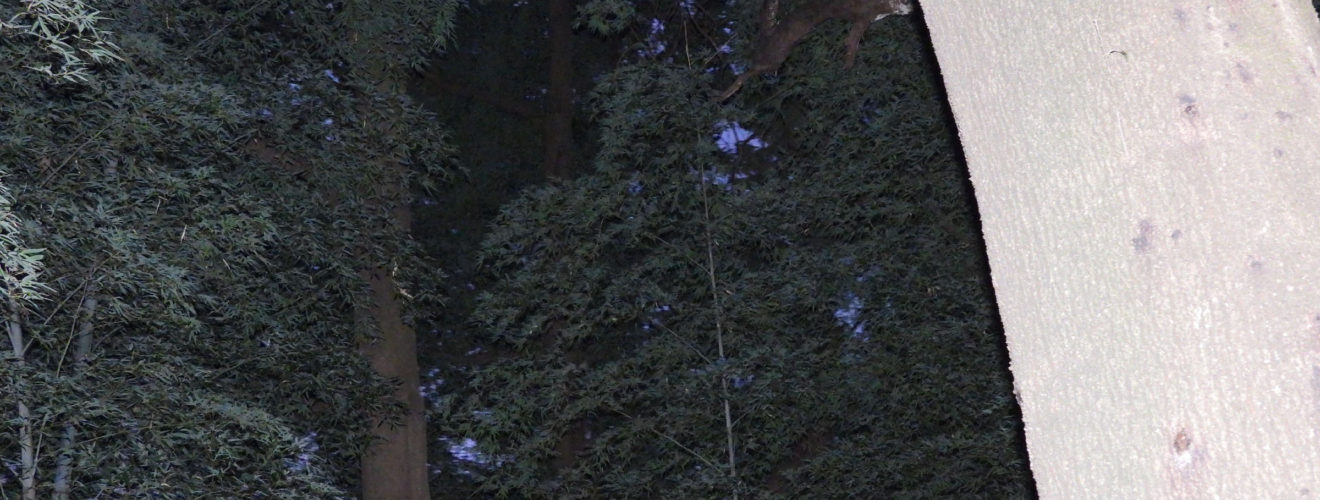 フクロウ映っていた