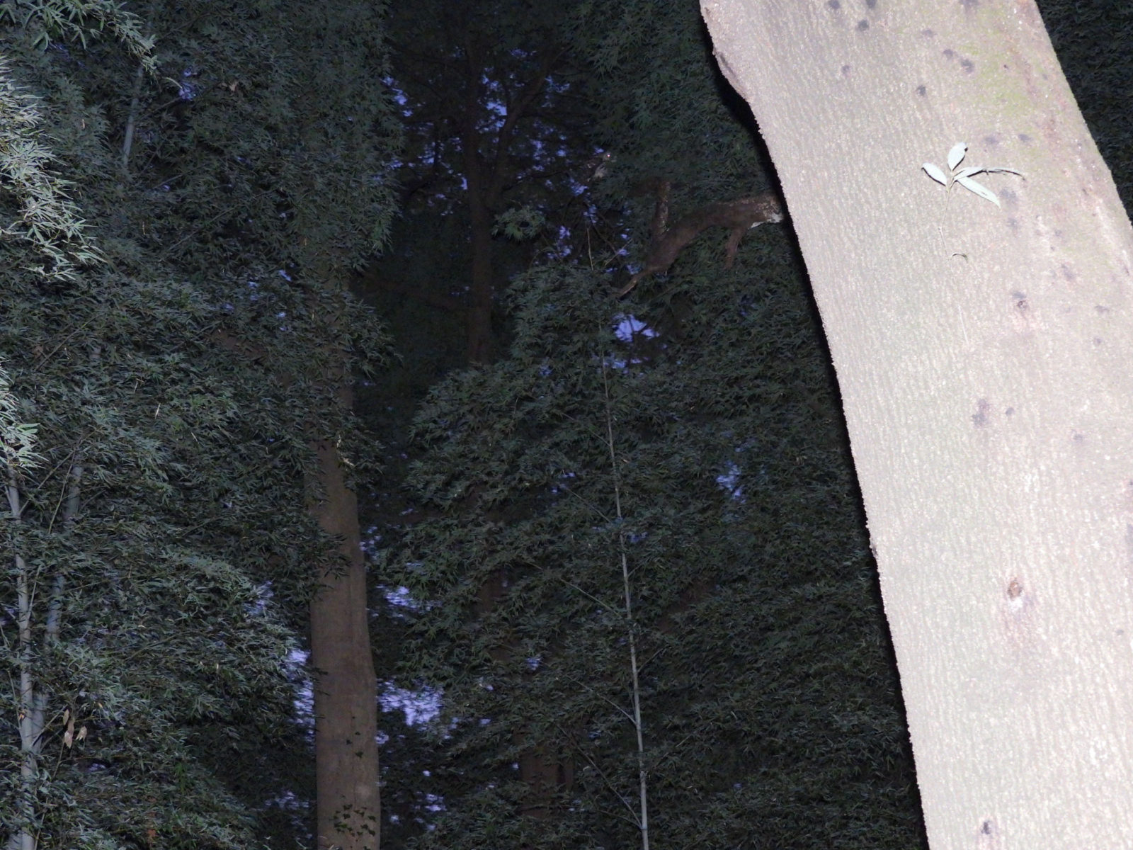 フクロウ映っていた