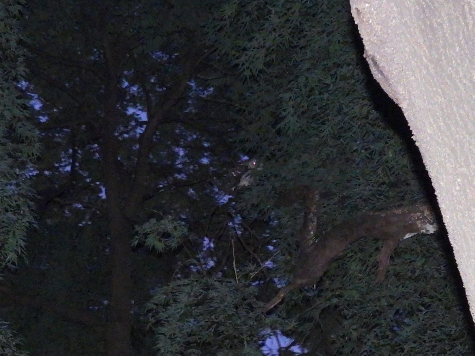 フクロウ映っていた拡大