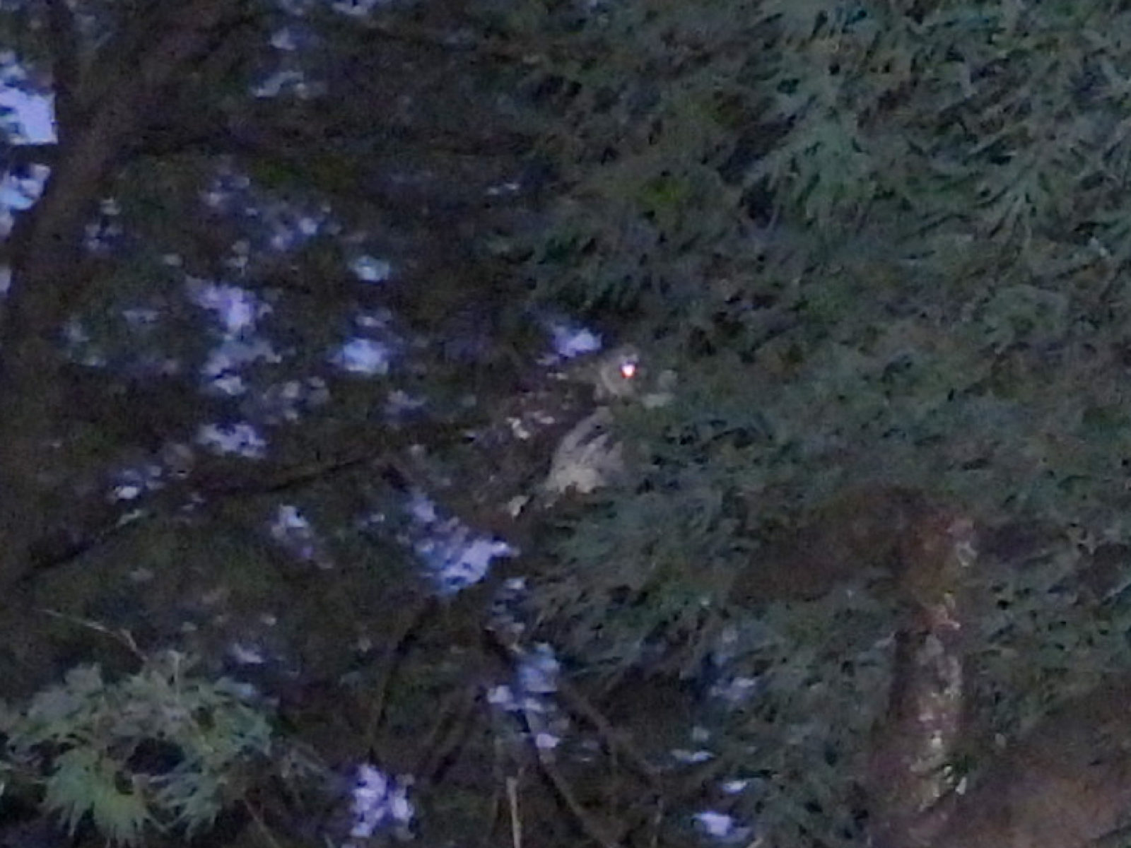 フクロウ映っていた拡大