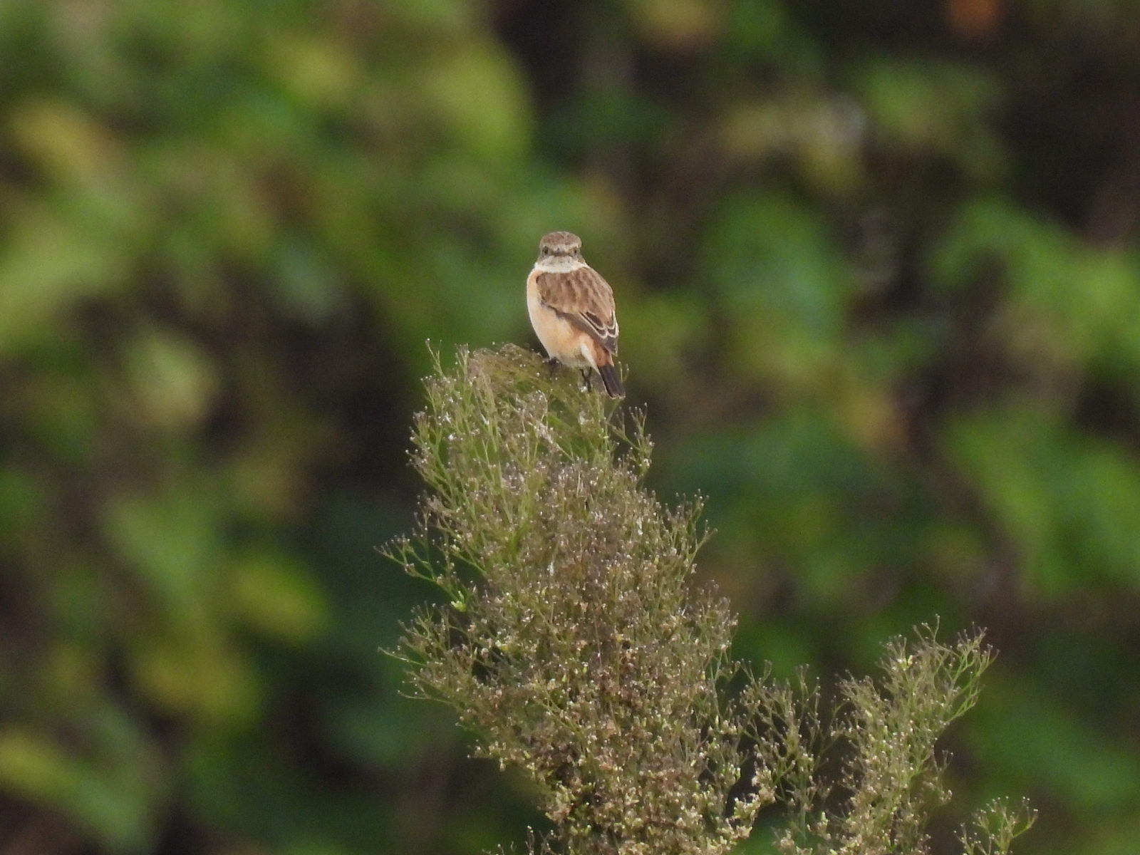 ノビタキこちらを見る