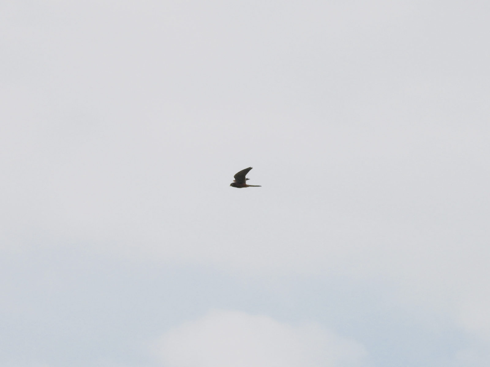 チョウゲンボウ