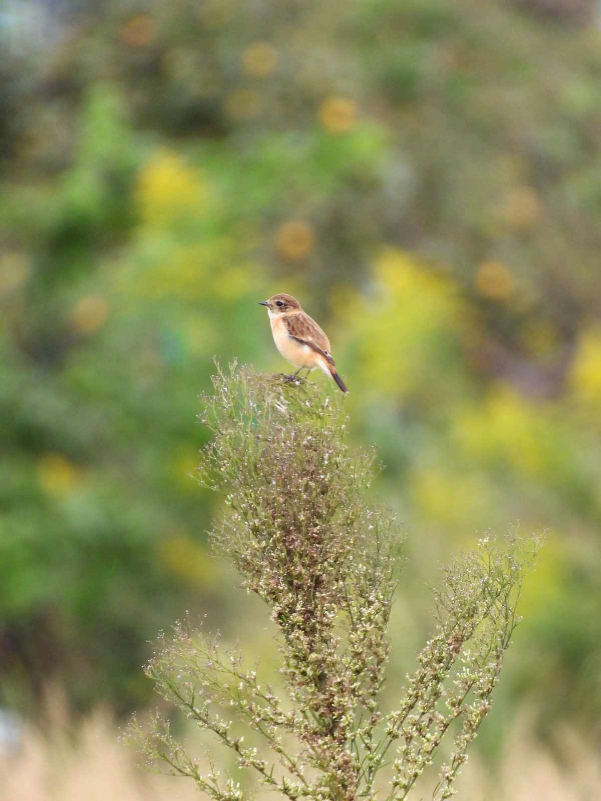 ノビタキ縦明るめ