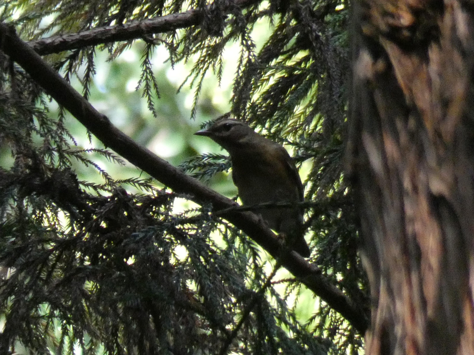 マミチャジナイ