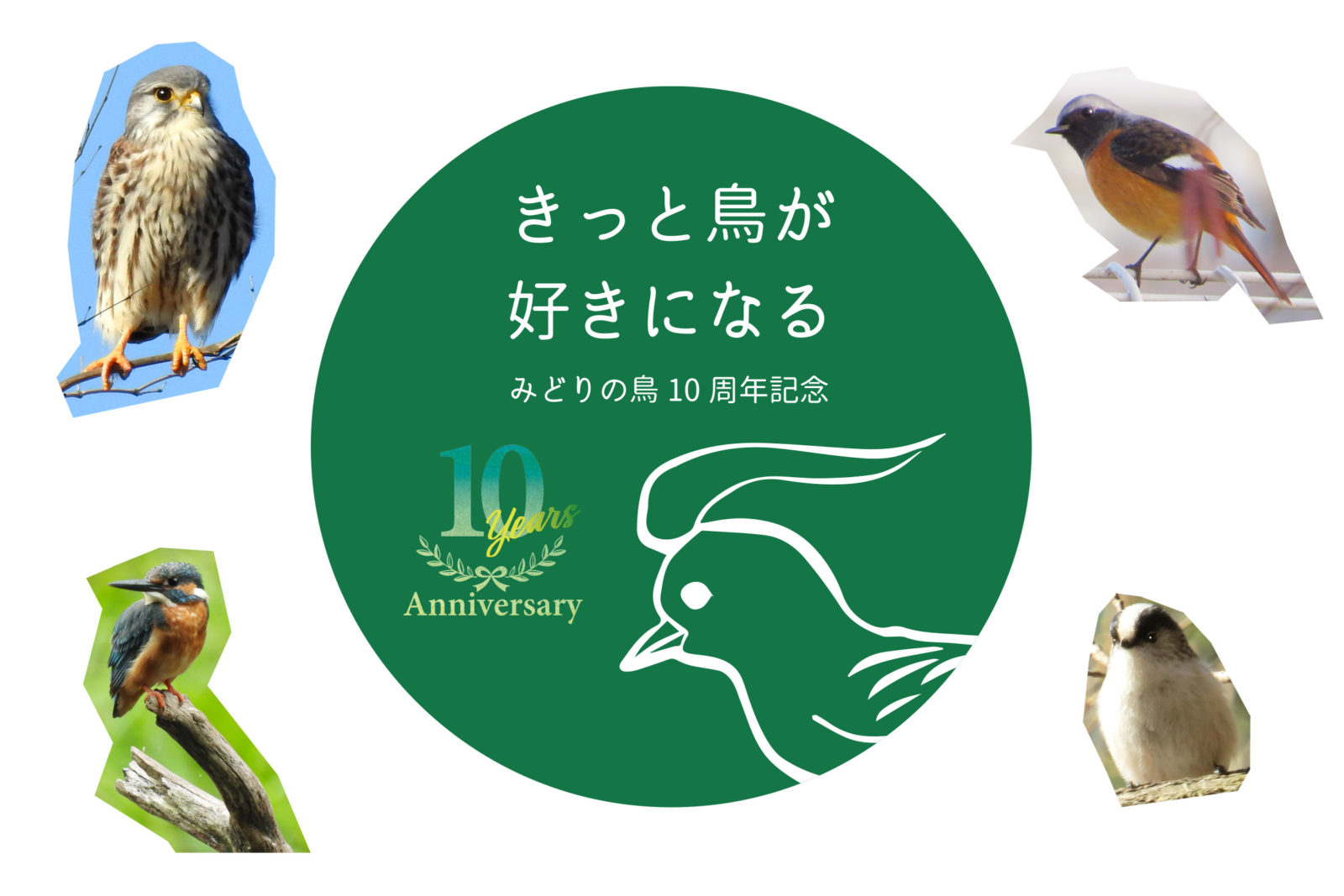 きっと鳥が好きになる