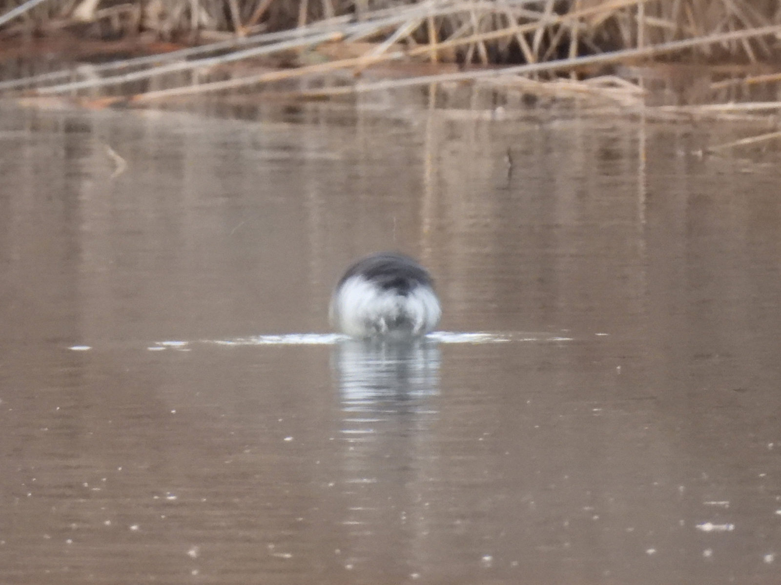 ハジロカイツブリブルっと