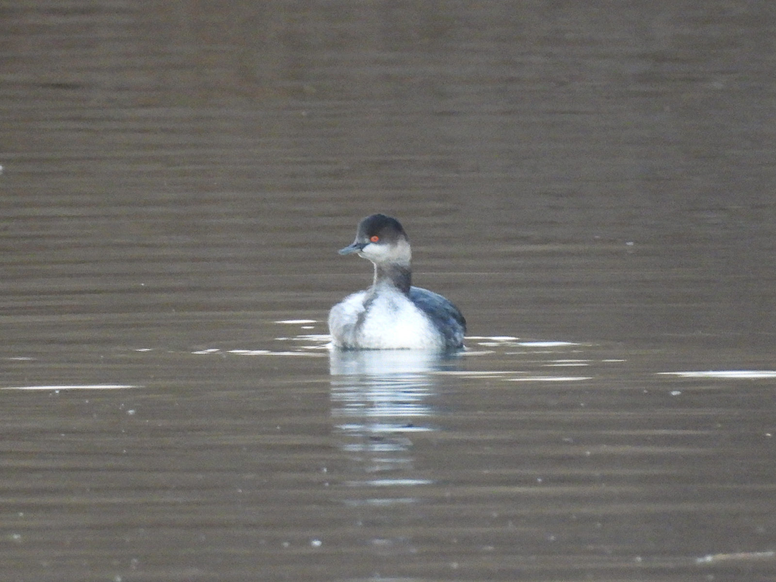 ハジロカイツブリ