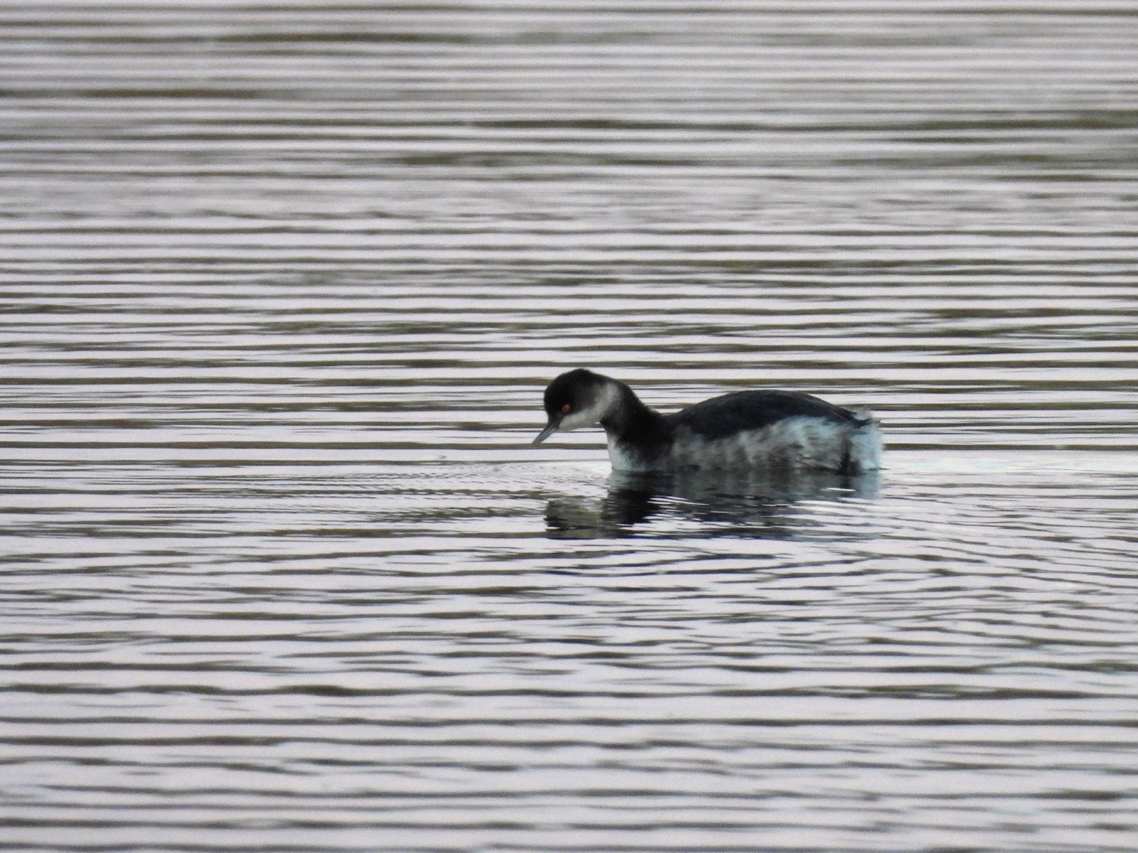 ハジロカイツブリ
