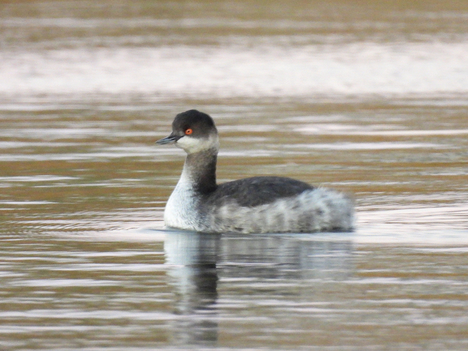 ハジロカイツブリ左向き