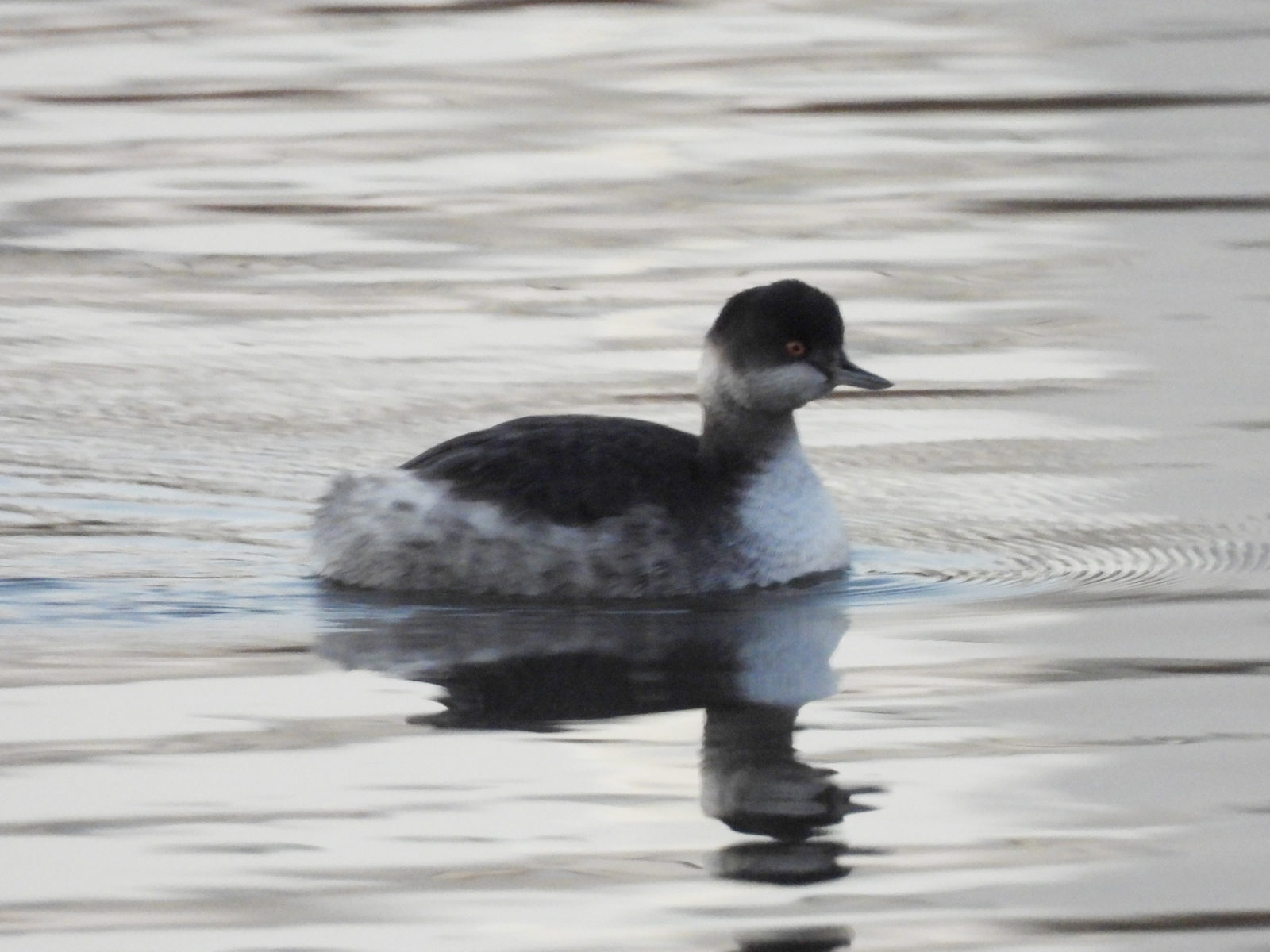 ハジロカイツブリアップ