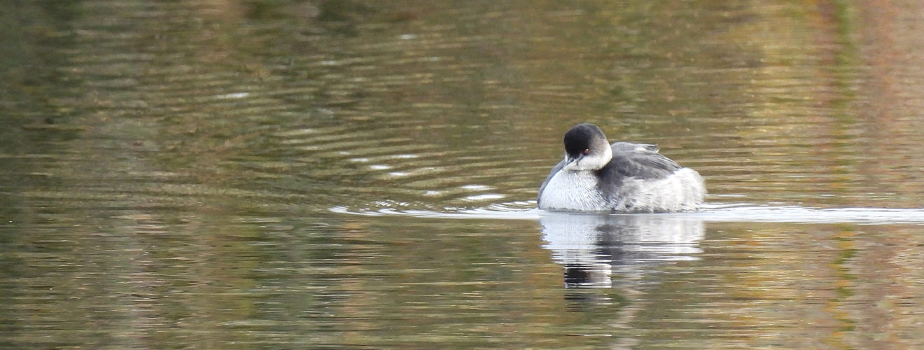ハジロカイツブリメイン