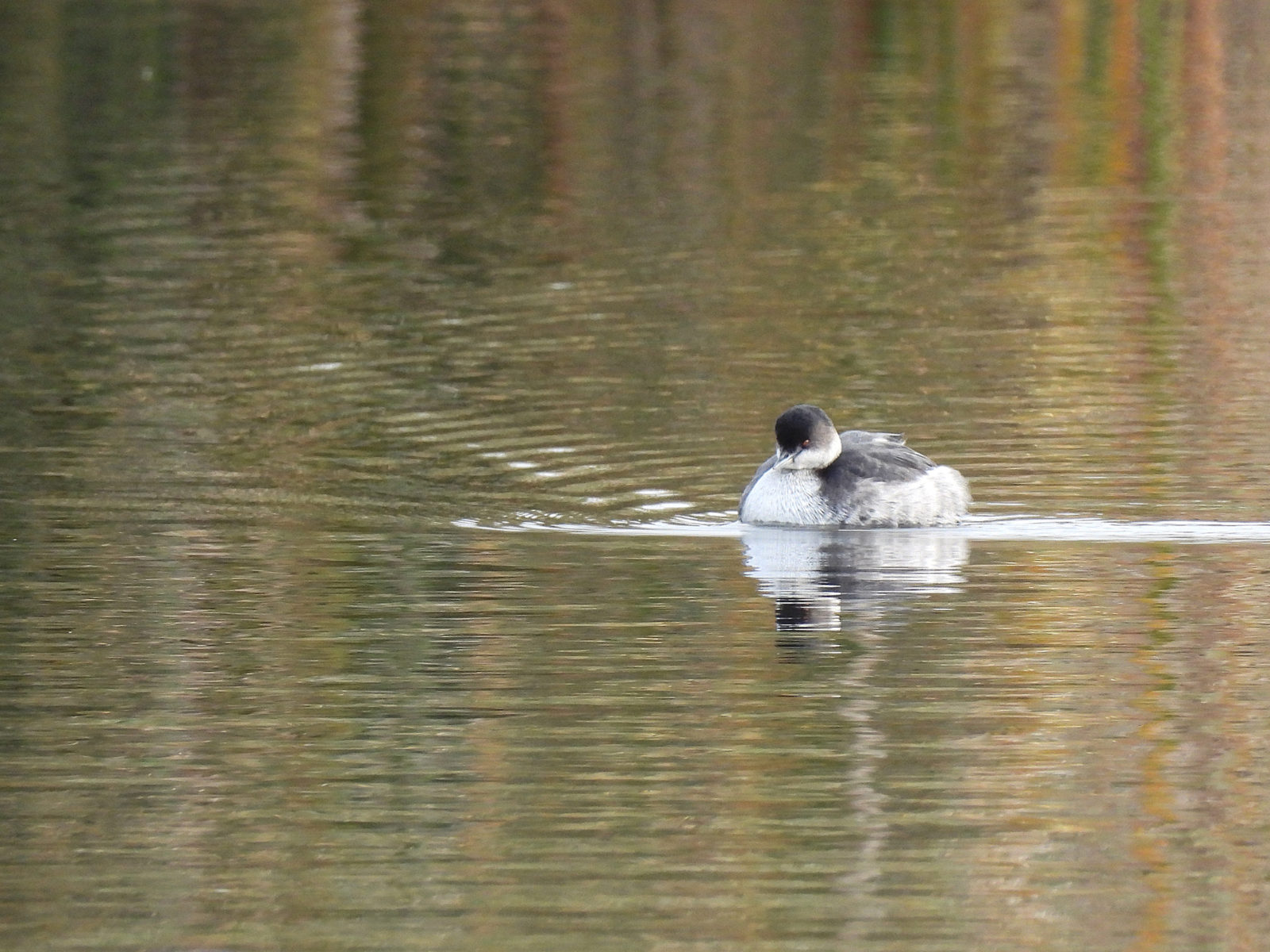 ハジロカイツブリメイン