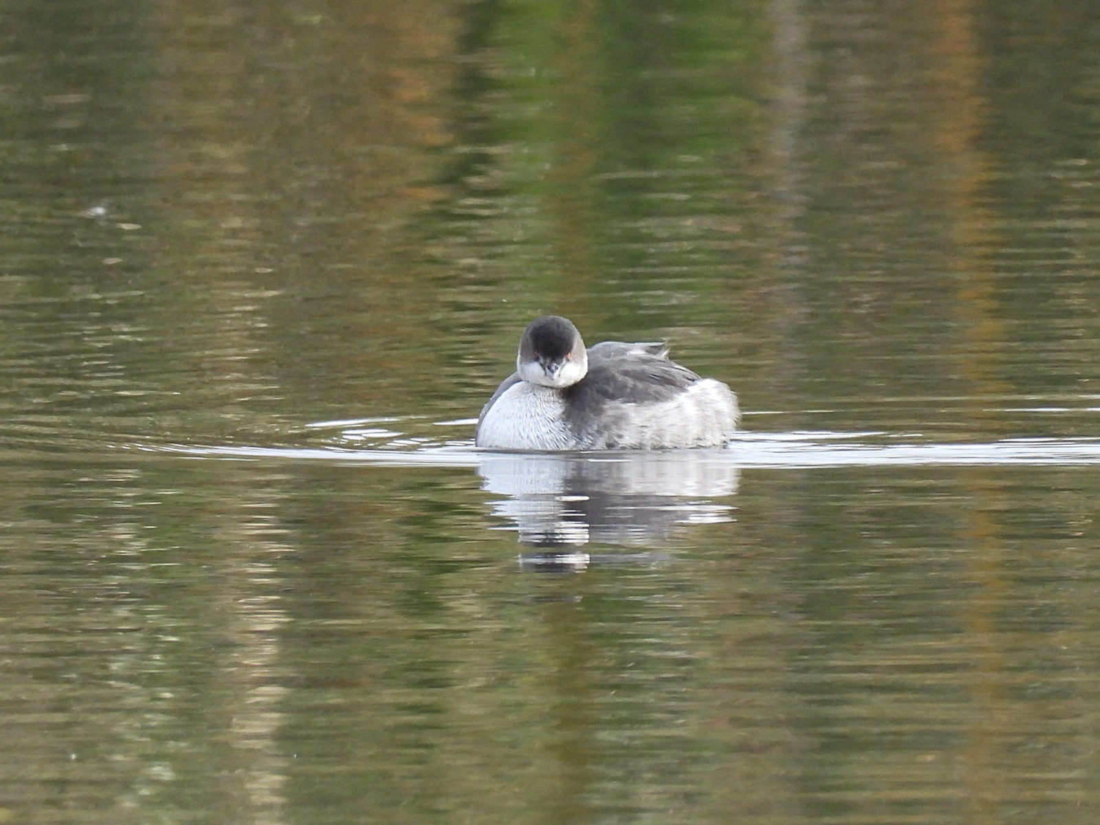 ハジロカイツブリこちらを見る