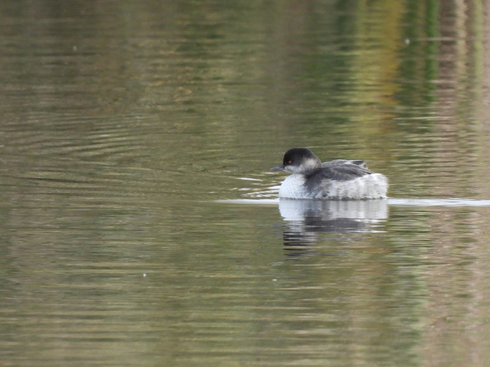 ハジロカイツブリ