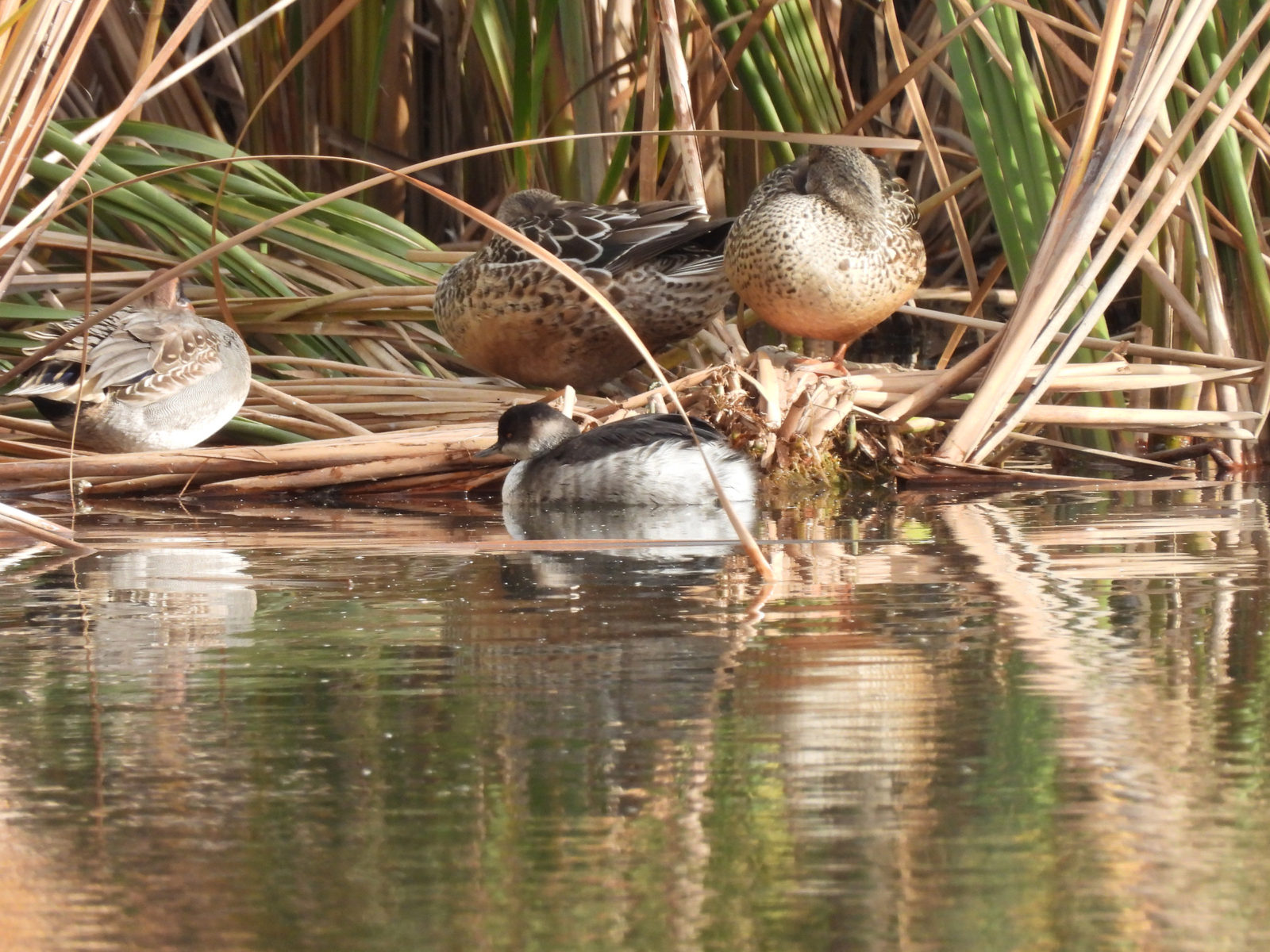 ハジロカイツブリとコガモ