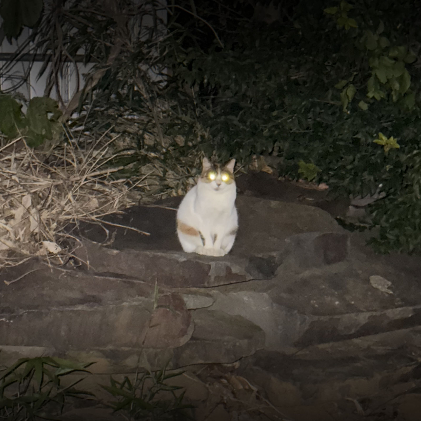恩田川遊歩道の猫
