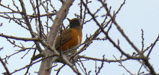 オオアカハラ？