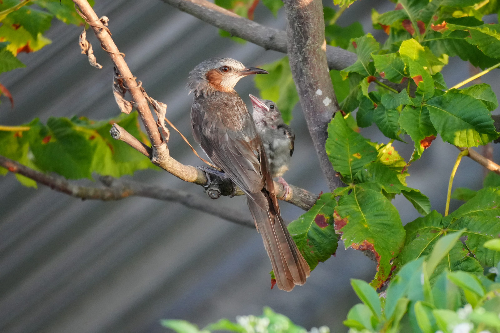 ヒヨドリ親子メイン