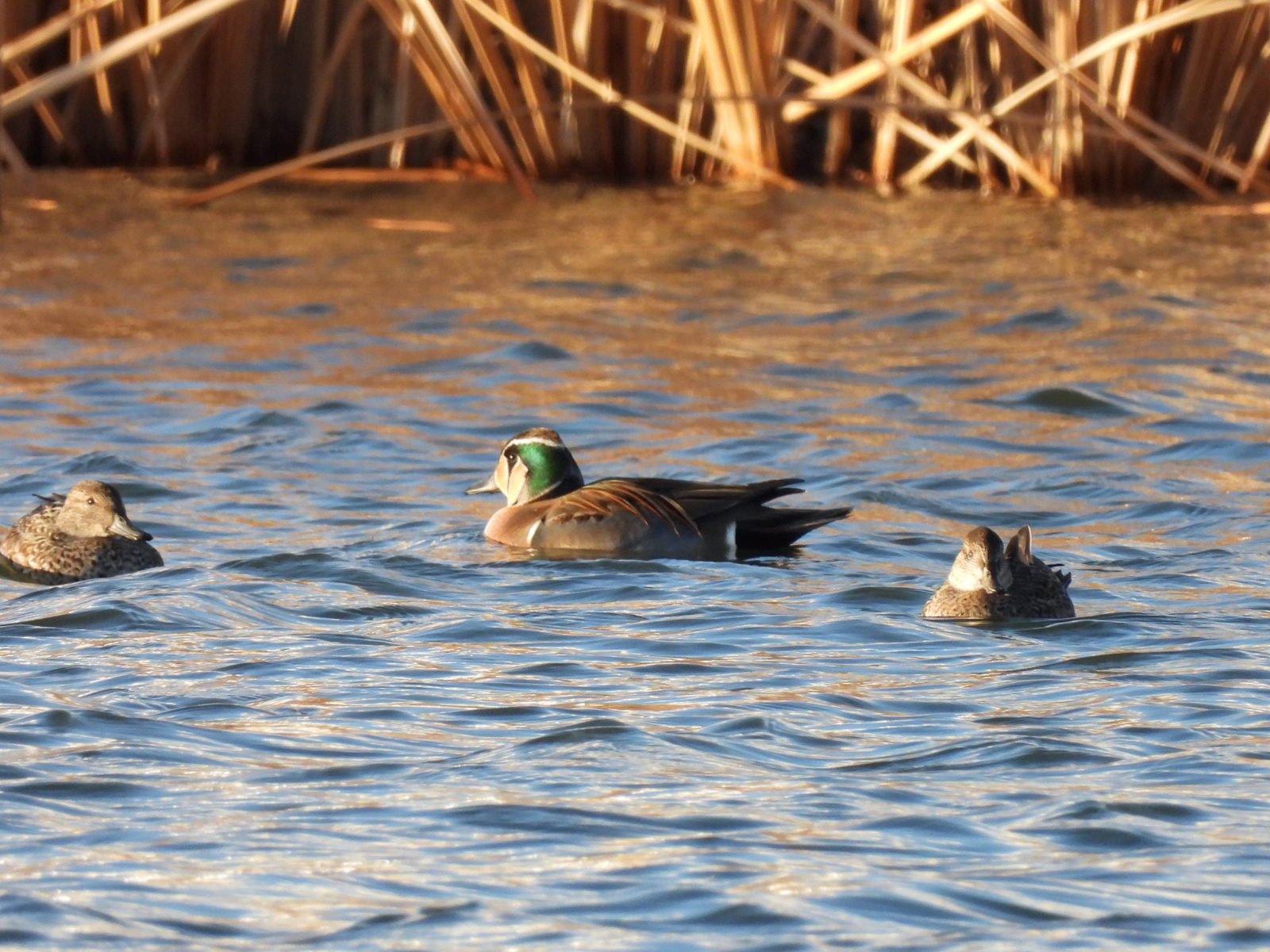 トモエガモ雄とコガモ
