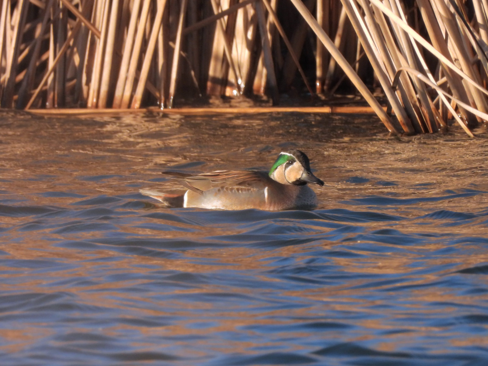 トモエガモ雄