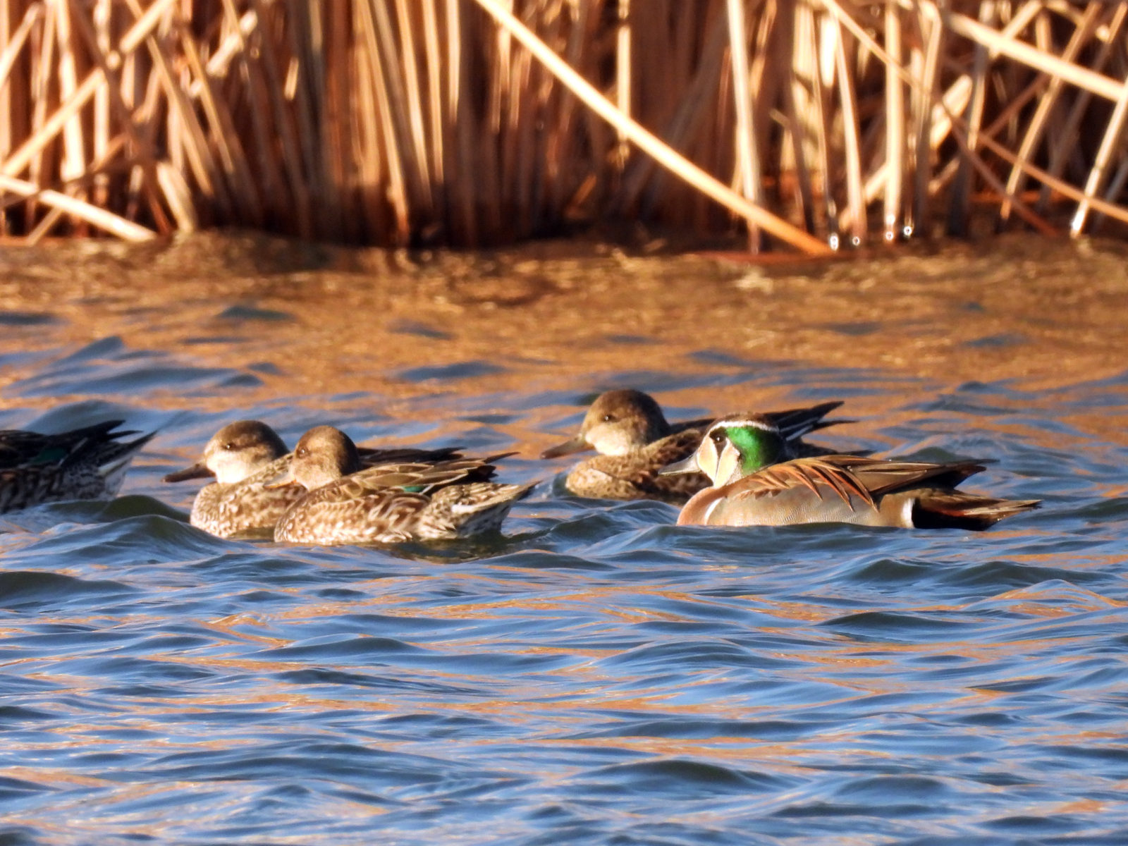 トモエガモ雄とコガモ