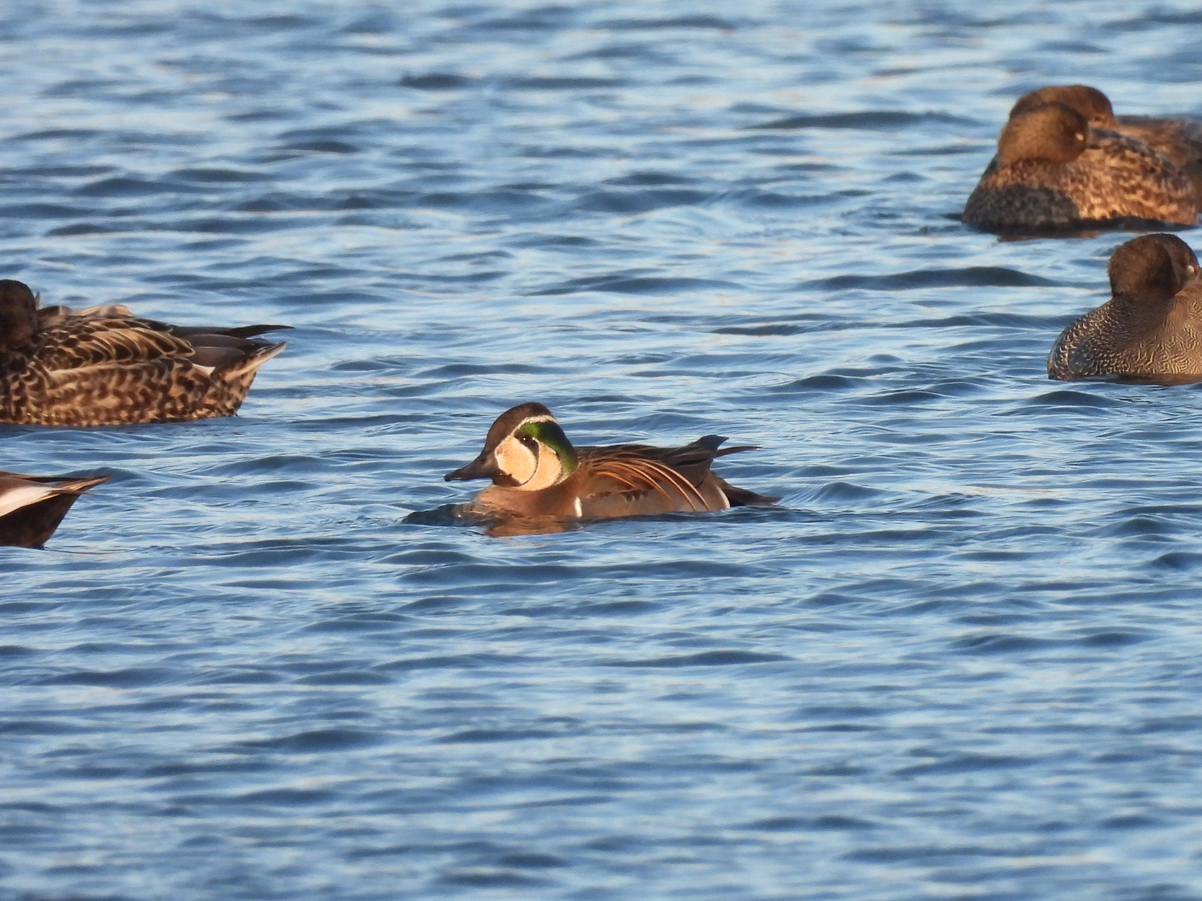 AMAKUMA カモスケ 超希少】P-44 モンキーパンツ ダックハンターカモ W32 YMCL KY