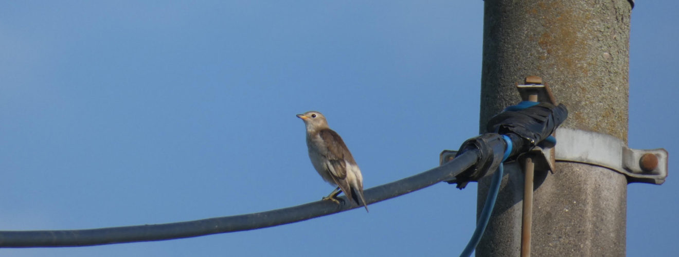 コムクドリ幼鳥