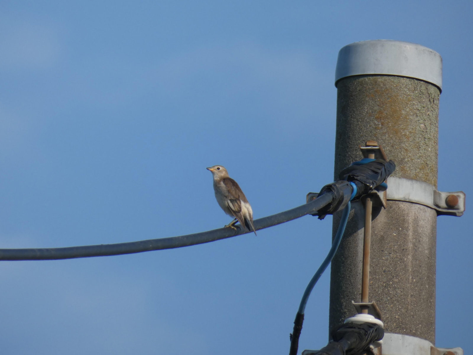コムクドリ幼鳥