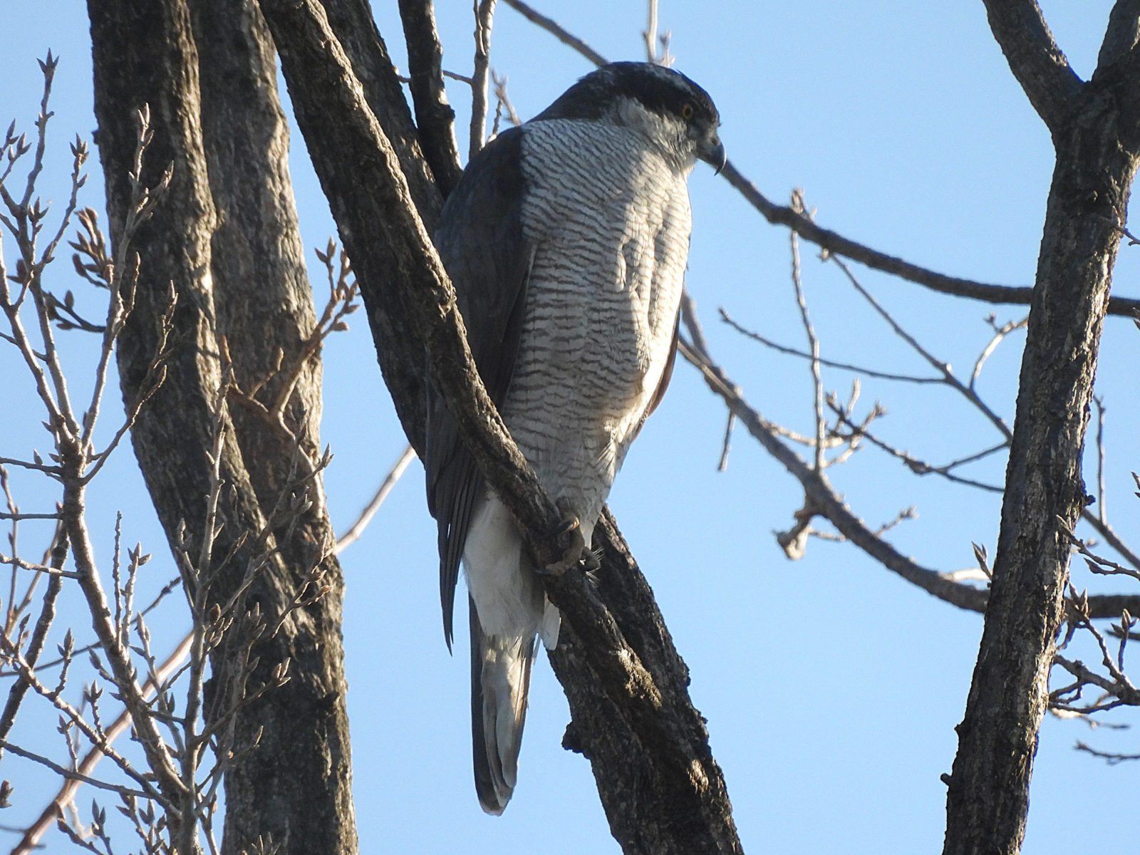 オオタカ右向き