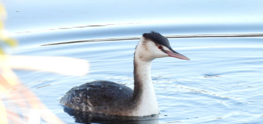 カンムリカイツブリ