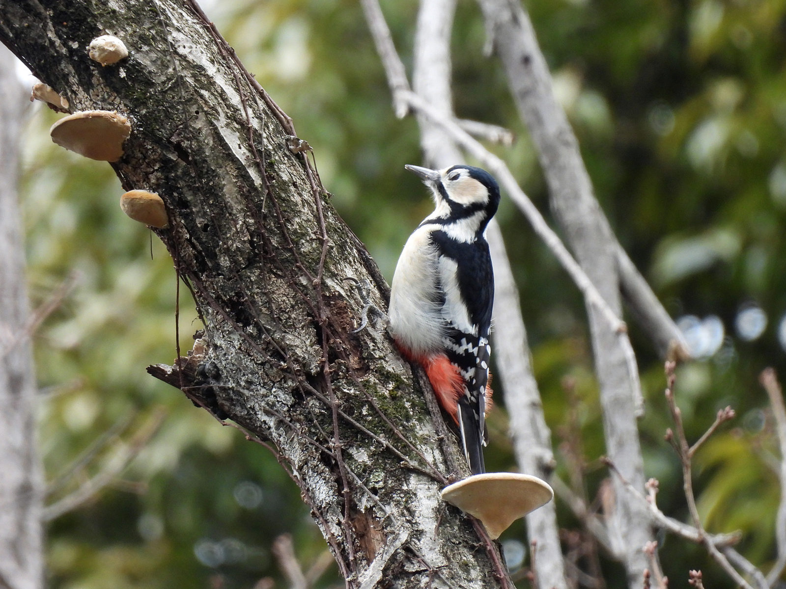 アカゲラ瞬膜？