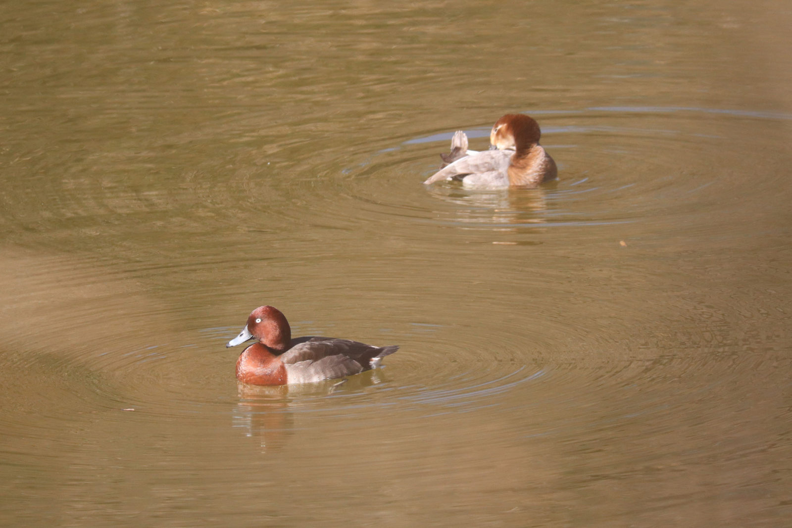メジロガモとホシハジロ