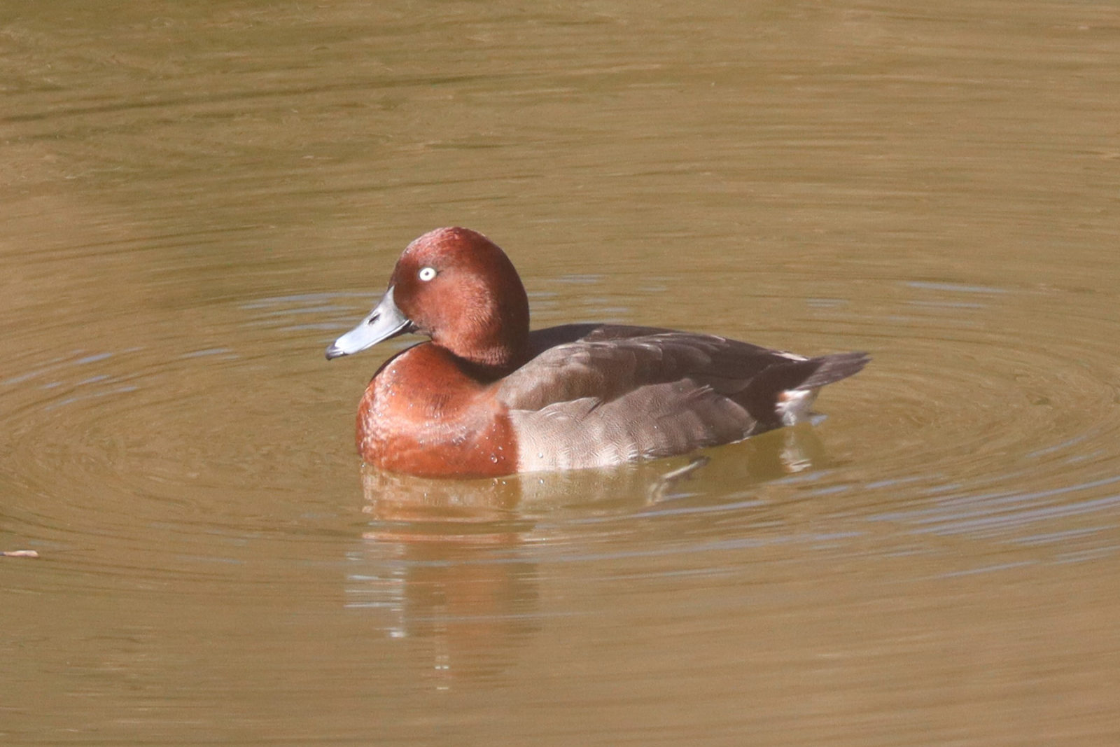 メジロガモアップ