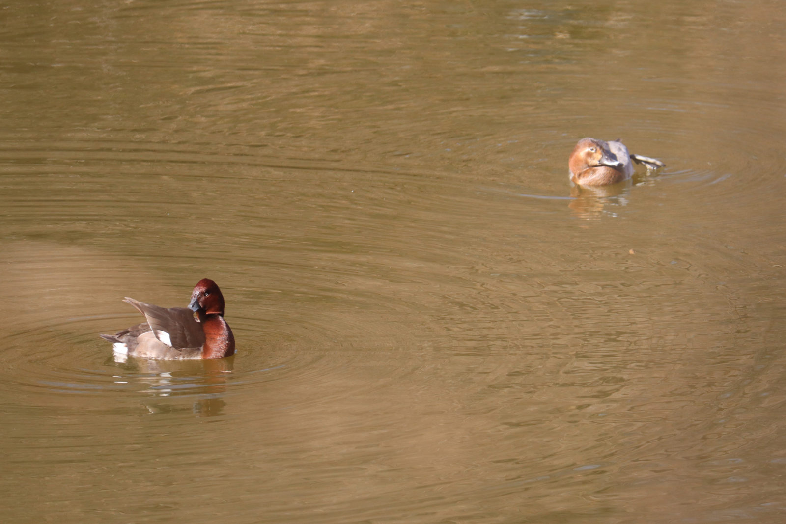 メジロガモとホシハジロ