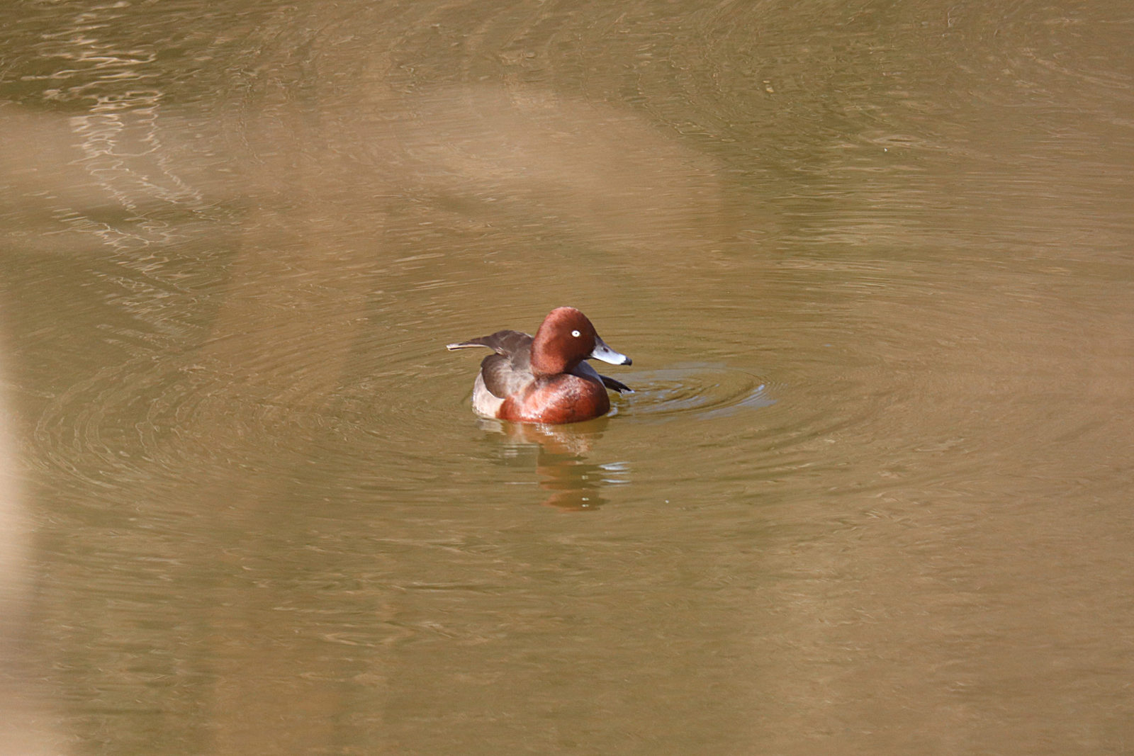 メジロガモアップ