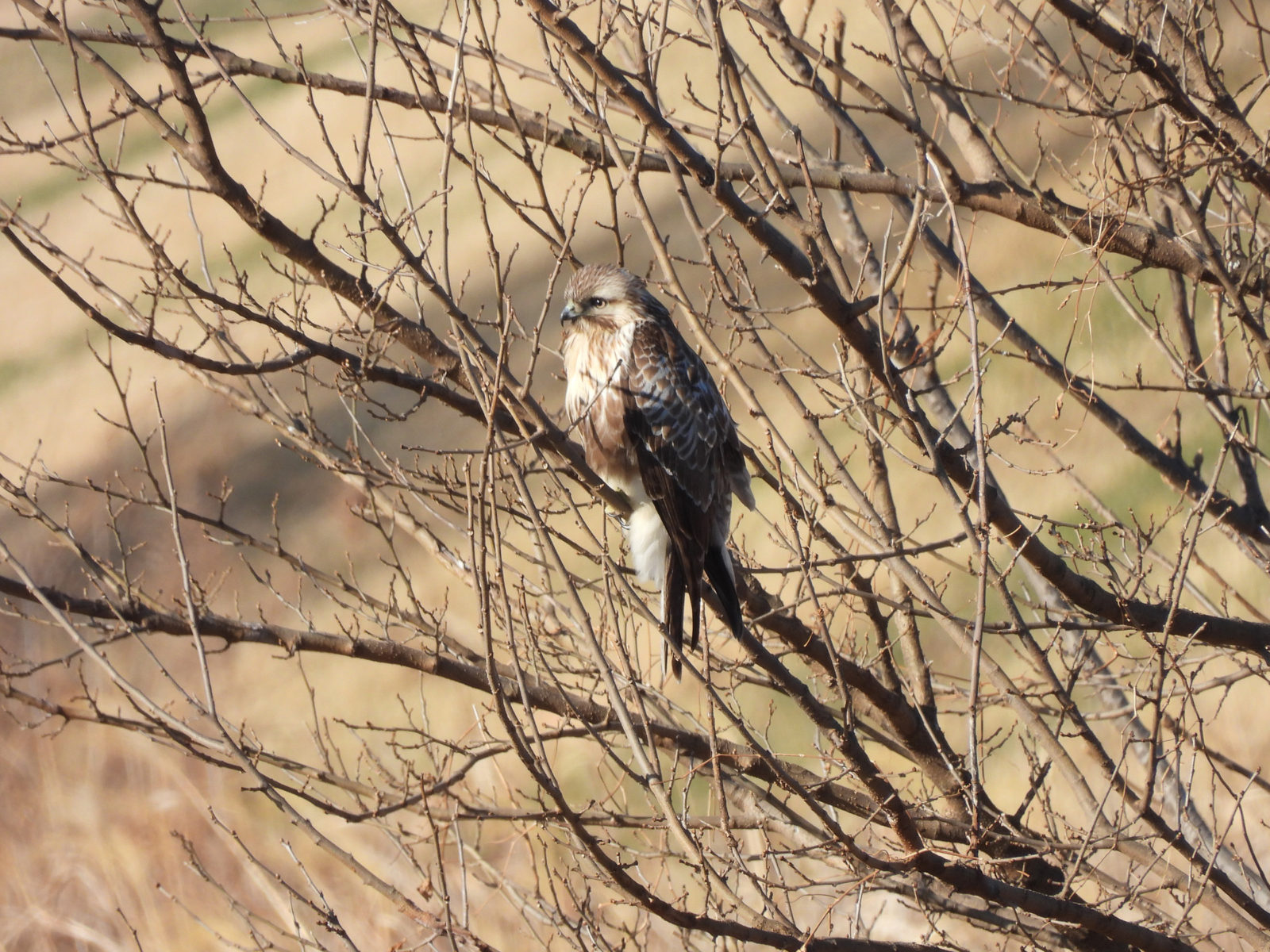 ノスリ若鳥別日に撮影