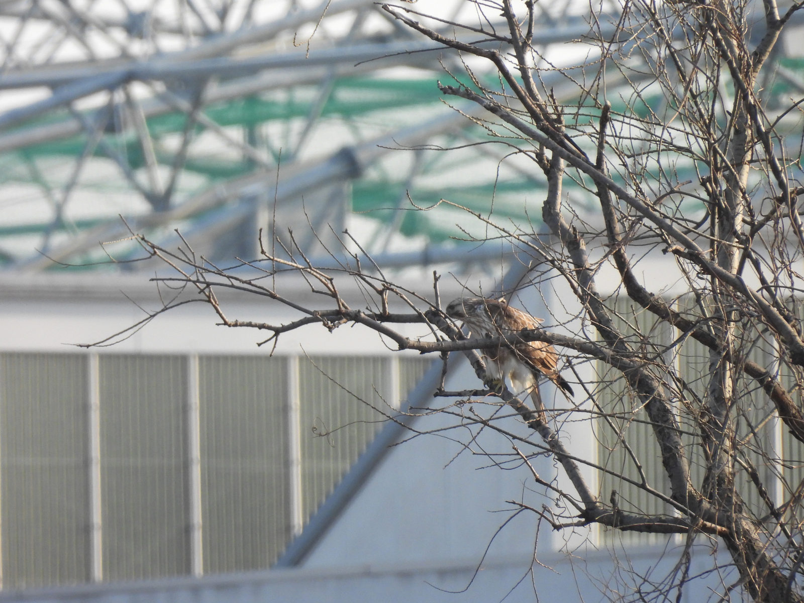 ノスリ若鳥枝被り