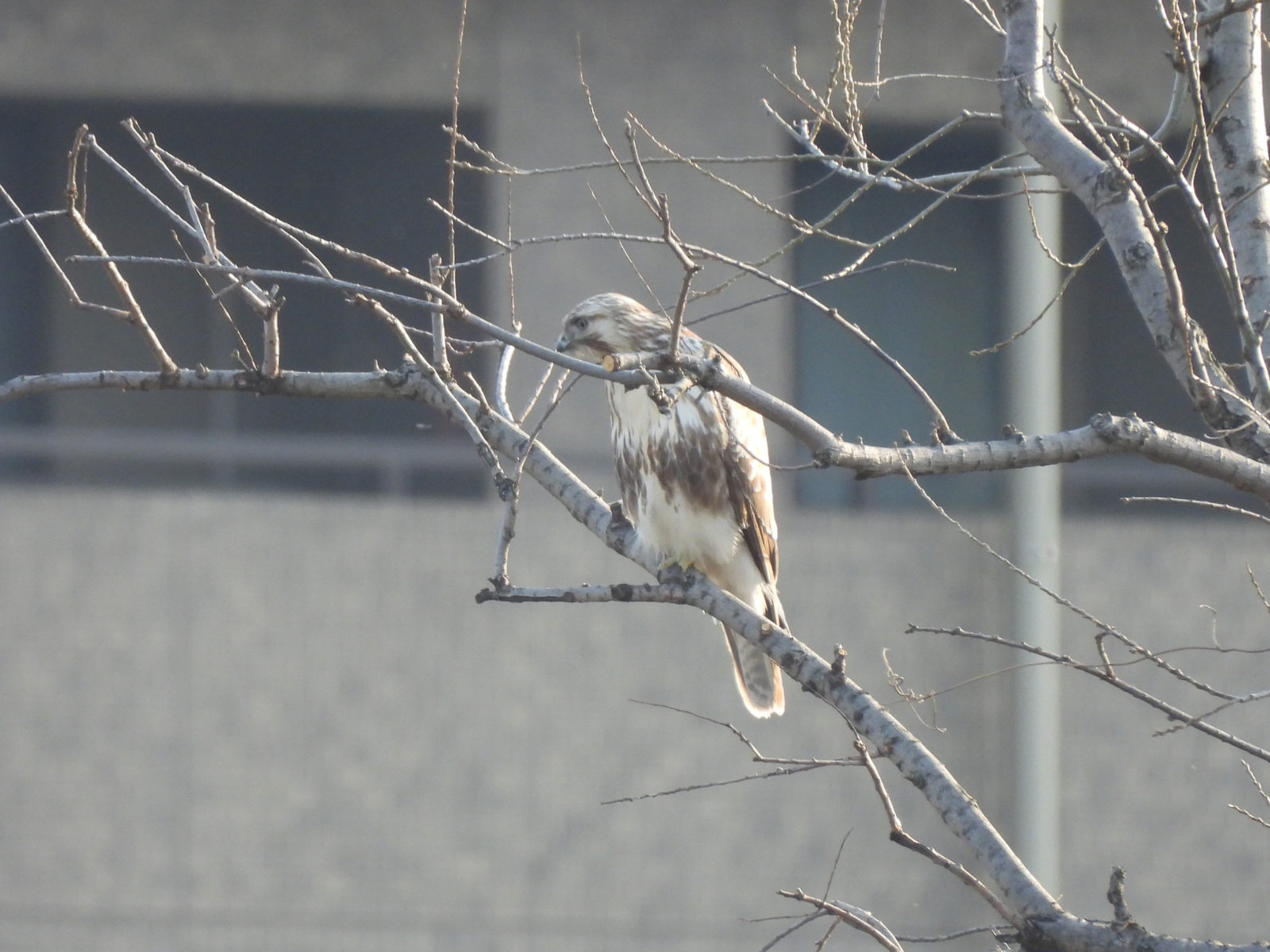 ノスリ若鳥枝被り