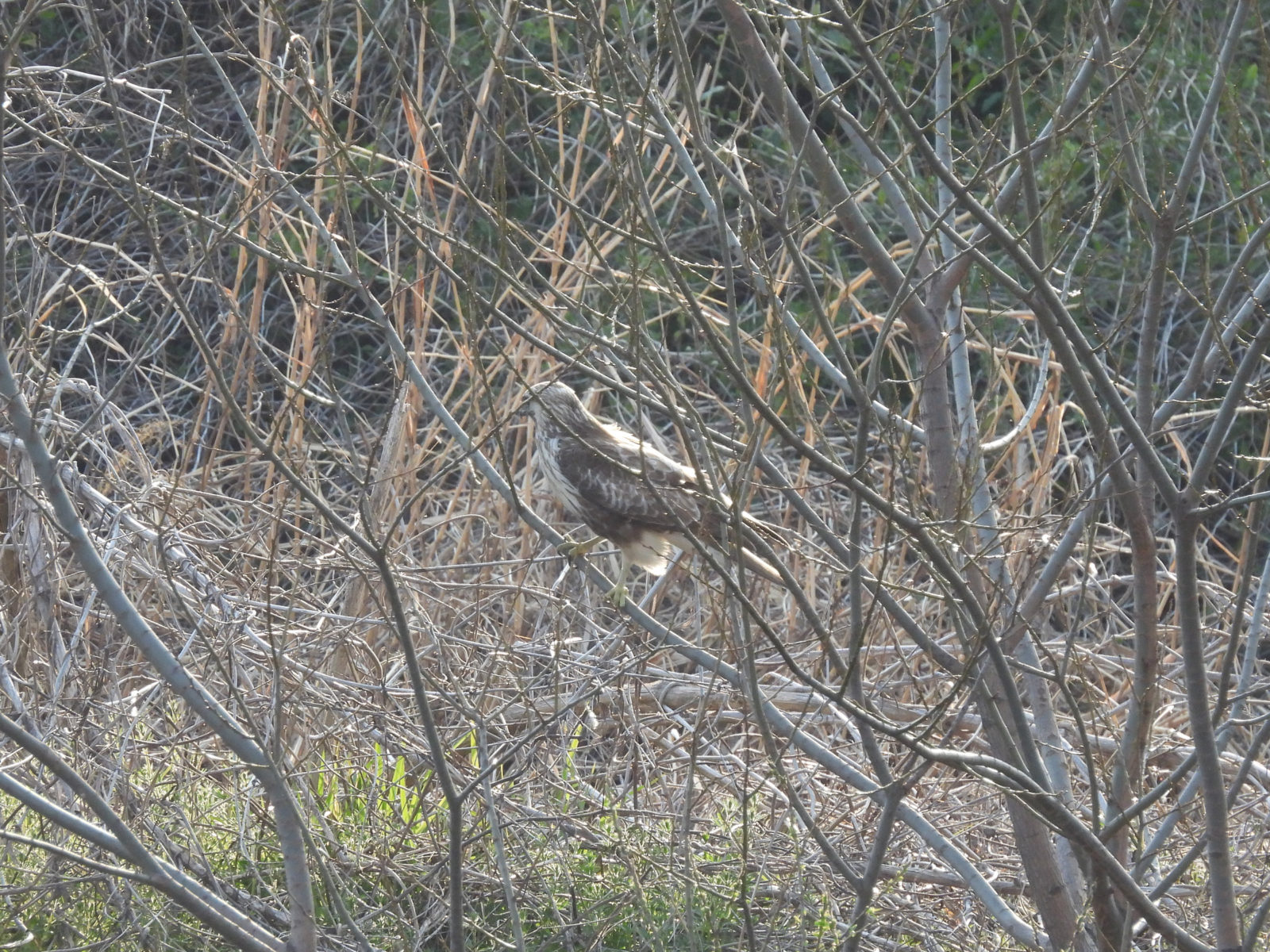 ノスリ若鳥枝の中