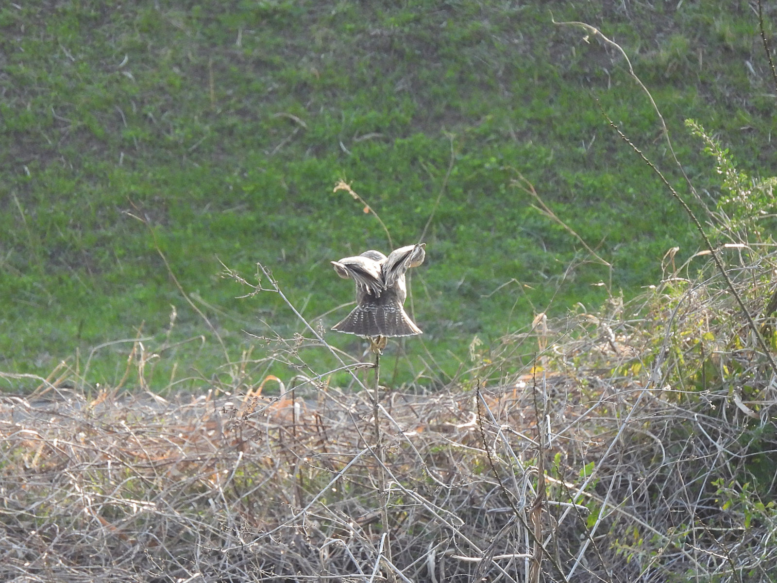 ノスリ若鳥枝の先