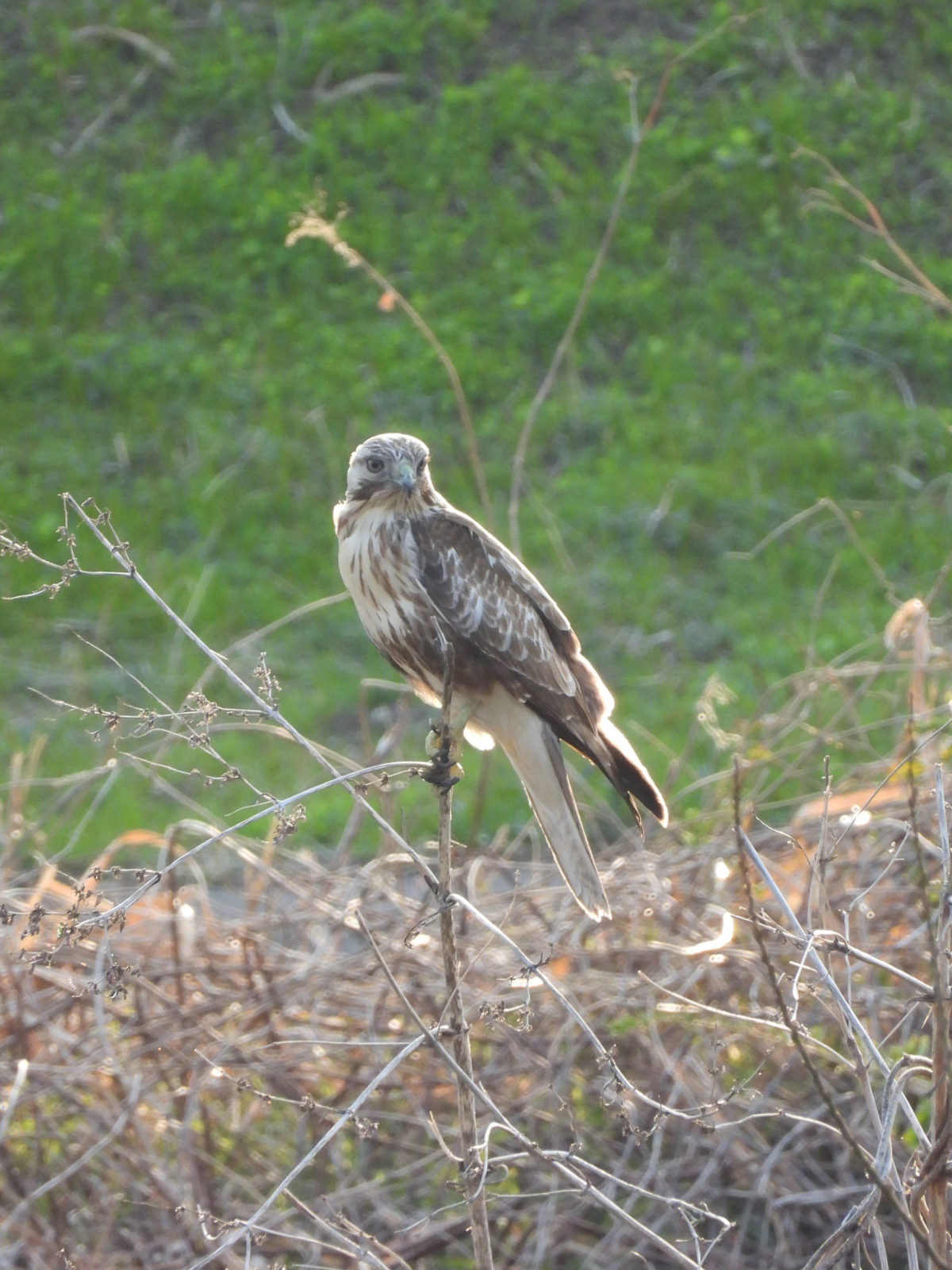ノスリ若鳥枝の先縦