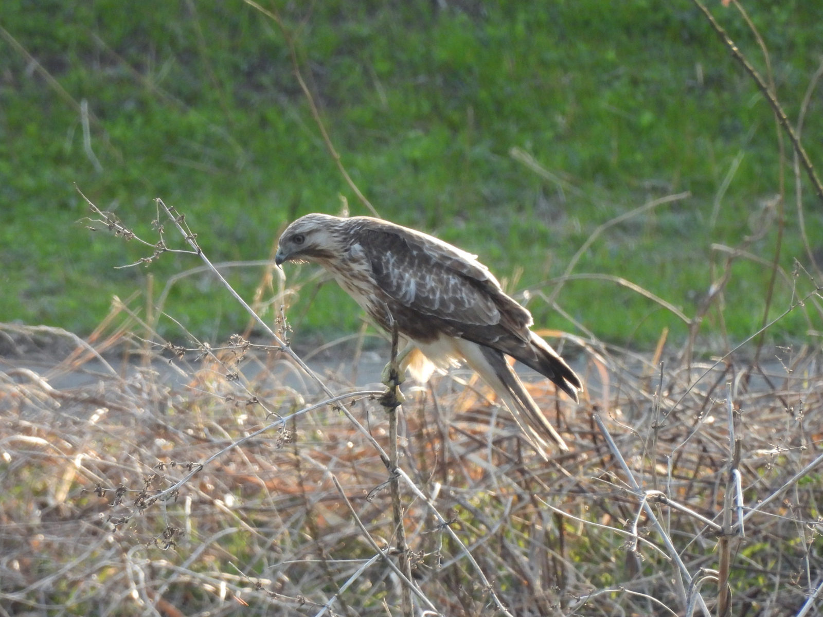 ノスリ若鳥枝の先
