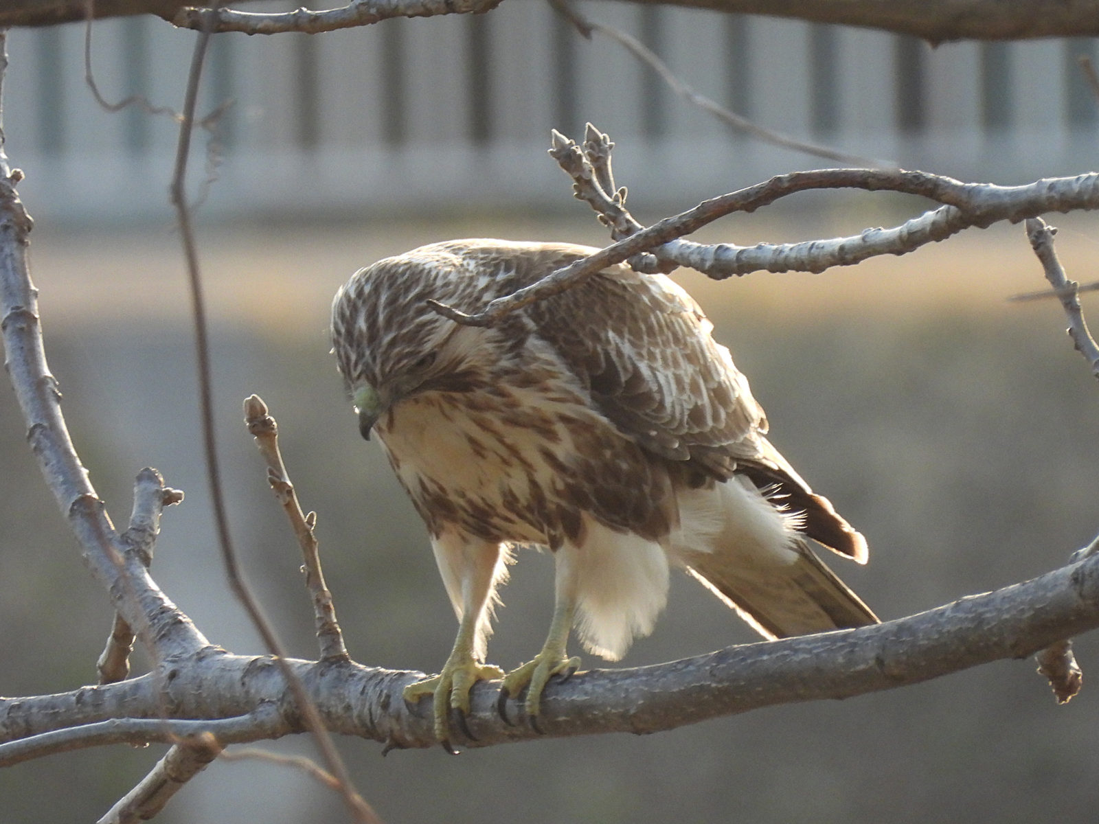 ノスリ若鳥アップ