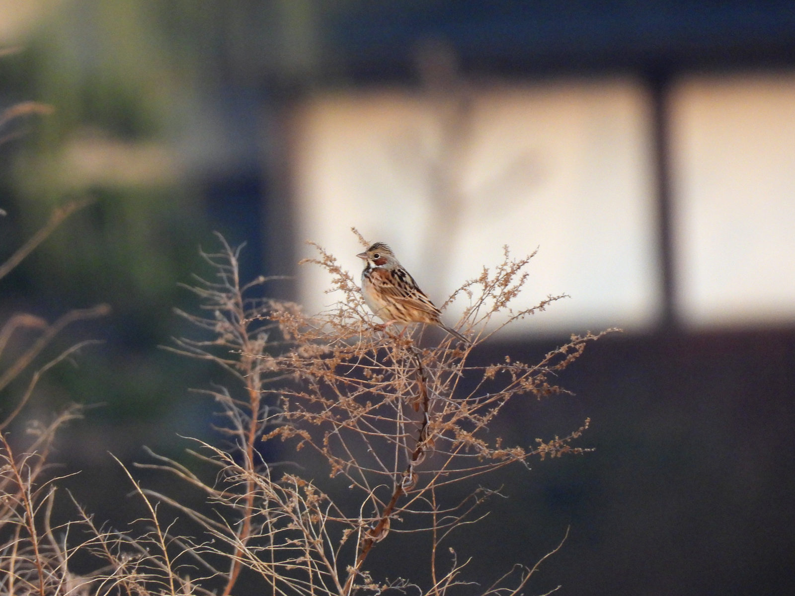 ホオアカ草の上