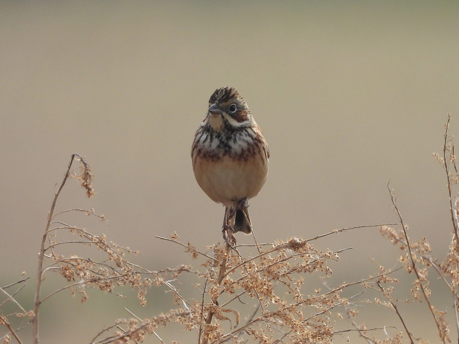 ホオアカ草の上正面