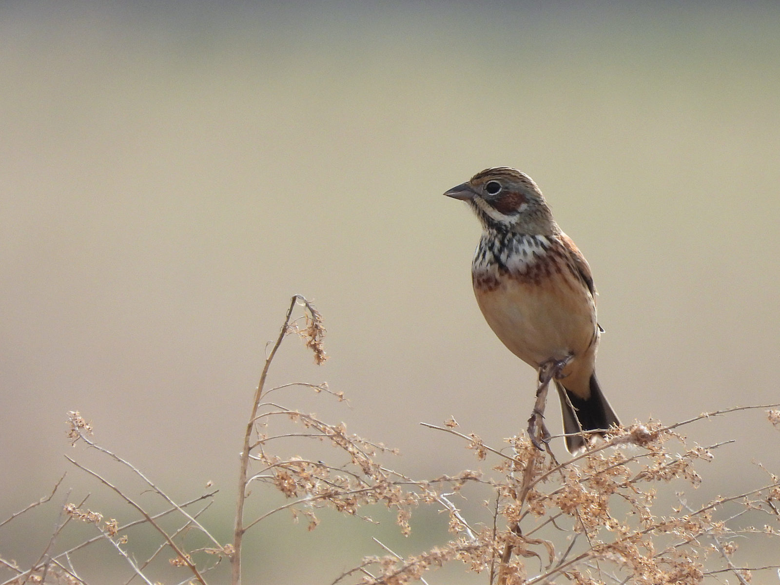 ホオアカ左向き