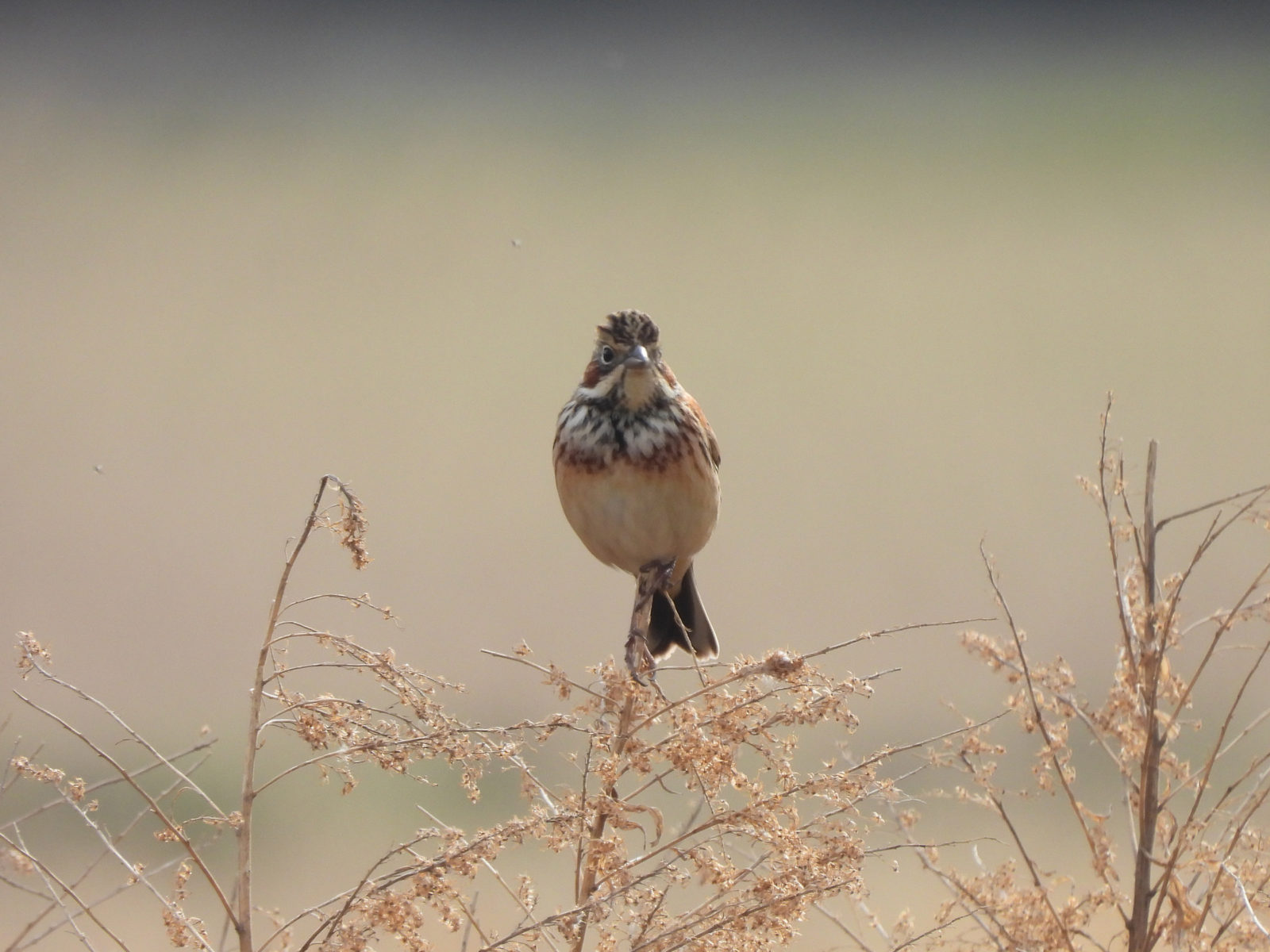ホオアカ草の上正面